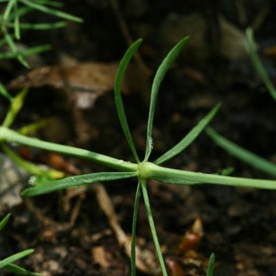 Asperula tinctoria L., © Copyright Christophe Bornand