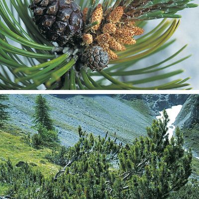 Pinus mugo Turra subsp. mugo, © 2022, Konrad Lauber – Flora Helvetica – Haupt Verlag
