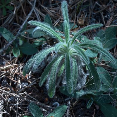 Onosma pseudoarenaria Schur, 8 June 2017, Françoise Alsaker – Boraginaceae
