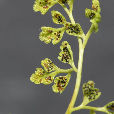 Anogramma leptophylla (L.) Link, 31 March 2019, © Copyright Françoise Alsaker