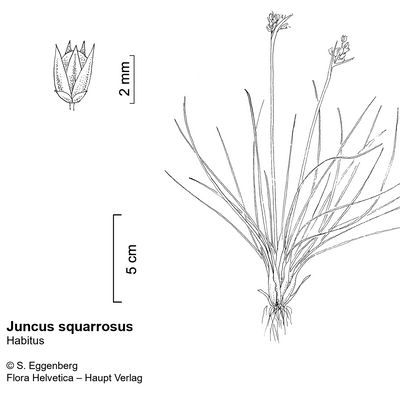 Juncus squarrosus L., © 2022, Stefan Eggenberg – Flora Vegetativa - Haupt Verlag