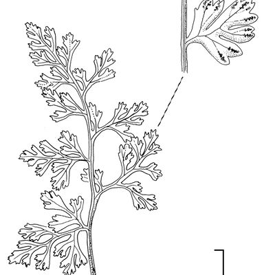 Anogramma leptophylla (L.) Link, © 2022, Stefan Eggenberg – Flora Vegetativa - Haupt Verlag