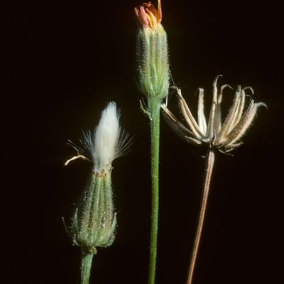 Crepis foetida L., © Copyright Christophe Bornand