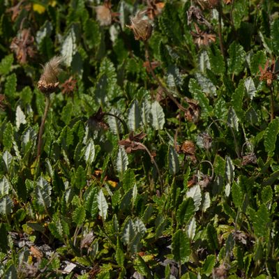 Dryas octopetala L., 21 July 2015, © Copyright Françoise Alsaker – Rosaceae