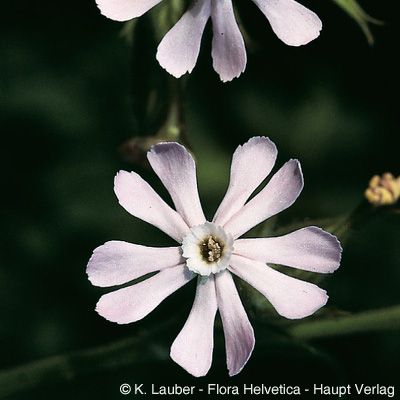 Silene noctiflora L., © 2022, Konrad Lauber – Flora Helvetica – Haupt Verlag