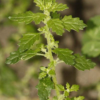 Chenopodium pumilio R. Br., © 2022, Andreas Gygax – Bern