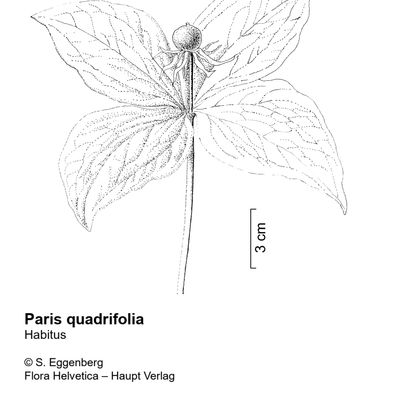 Paris quadrifolia L., © 2022, Stefan Eggenberg – Flora Vegetativa - Haupt Verlag