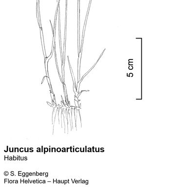 Juncus alpinoarticulatus Chaix, © 2022, Stefan Eggenberg – Flora Vegetativa - Haupt Verlag