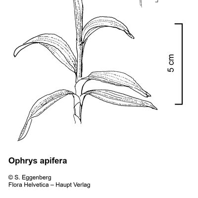 Ophrys apifera Huds., 2 December 2022, © 2022, Stefan Eggenberg – Flora Vegetativa - Haupt Verlag