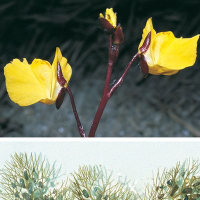 Utricularia vulgaris L., © 2022, Konrad Lauber – Flora Helvetica – Haupt Verlag