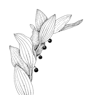 Polygonatum odoratum (Mill.) Druce, 7 January 2021, © 2022, Stefan Eggenberg – Flora Helvetica – Haupt Verlag