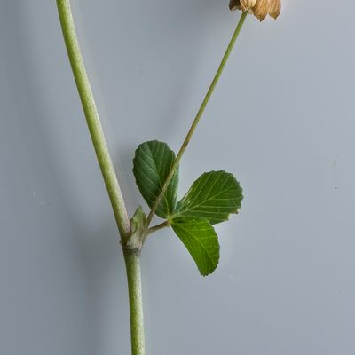 Trifolium dubium Sibth., 3 June 2017, Françoise Alsaker – Fabaceae