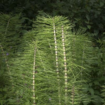 Equisetum telmateia Ehrh., 16 June 2019, © Copyright Françoise Alsaker