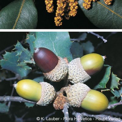 Quercus ilex L., © 2022, Konrad Lauber – Flora Helvetica – Haupt Verlag