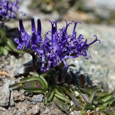Phyteuma globulariifolium subsp. pedemontanum (Rich. Schulz) Bech., © 2022, Hugh Knott – Zermatt