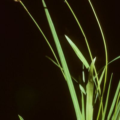 Carex ornithopoda Willd., © Copyright Christophe Bornand