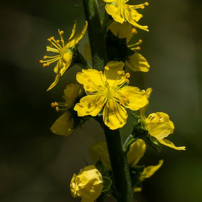 Agrimonia eupatoria L., 21 July 2021, Françoise Alsaker – Rosaceae