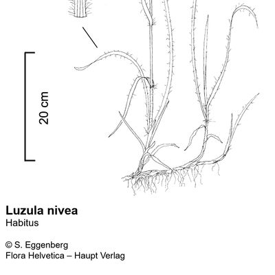 Luzula nivea (L.) DC., © 2022, Stefan Eggenberg – Flora Vegetativa - Haupt Verlag