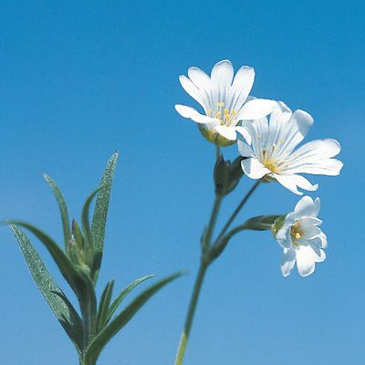 Cerastium arvense L. subsp. arvense, © 2022, Konrad Lauber – Flora Helvetica – Haupt Verlag