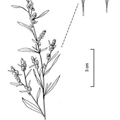 Chenopodium pratericola Rydb., 12 January 2023, © 2022, Stefan Eggenberg – Flora Vegetativa © Haupt Verlag