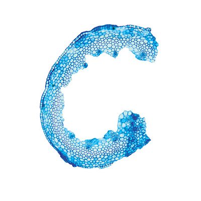 Lloydia serotina (L.) Rchb., © 2022, Hugo Berger – Stängel, 100x