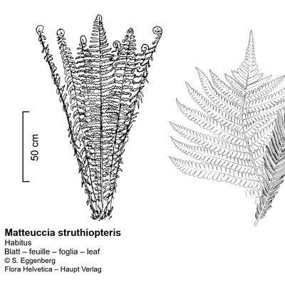 Matteuccia struthiopteris (L.) Tod., © 2022, Stefan Eggenberg – Flora Vegetativa - Haupt Verlag