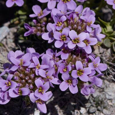 Thlaspi rotundifolium subsp. corymbosum Gremli, © 2022, Hugh Knott – Zermatt