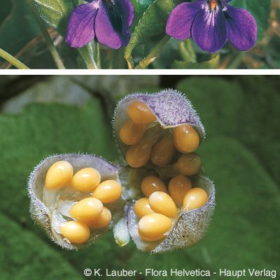 Viola odorata L., © 2022, Konrad Lauber – Flora Helvetica – Haupt Verlag