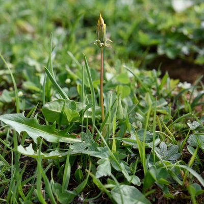 Taraxacum alpinum aggr., © 2022, Philippe Juillerat – Chasseral, Petit Chasseral