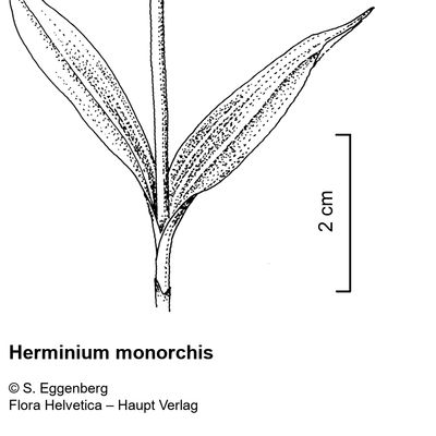 Herminium monorchis (L.) R. Br., 2 December 2022, © 2022, Stefan Eggenberg – Flora Vegetativa - Haupt Verlag