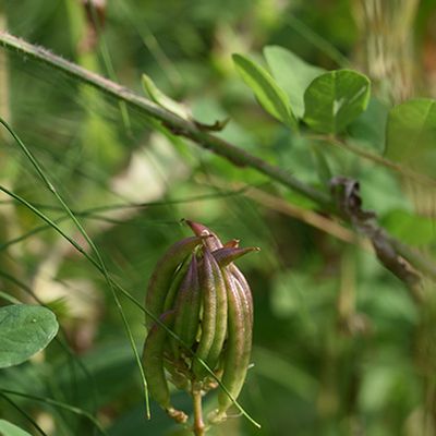 Astragalus glycyphyllos L., 23 July 2016, © 2016, Jonas Frei – Zürich