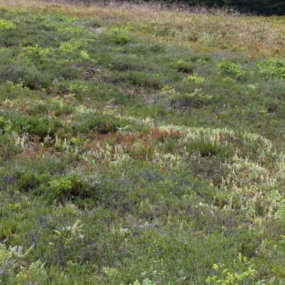 Diphasiastrum ×oellgaardii Stoor & al., 30 July 2019, © Copyright Françoise Alsaker