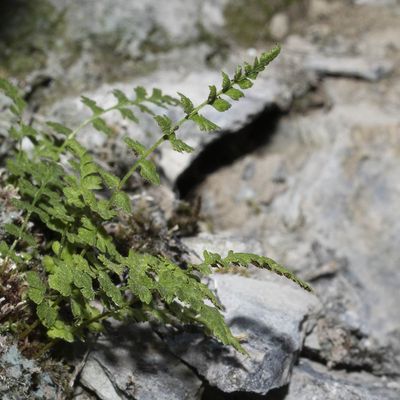 Woodsia pulchella Bertol., 27 July 2018, © Copyright Françoise Alsaker – Woodsiaceae WimperfarngewÃ¤chse