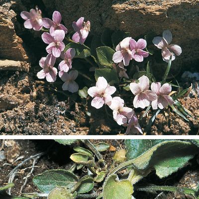 Viola thomasiana Songeon & E. P. Perrier, © 2022, Konrad Lauber – Flora Helvetica – Haupt Verlag