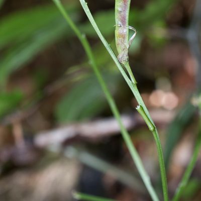 Lathyrus vernus (L.) Bernh. subsp. vernus, 22 May 2016, Françoise Alsaker – Fabaceae / B paarig gefiedert, auch keine Ranke am Ende / Hülse lang und flach