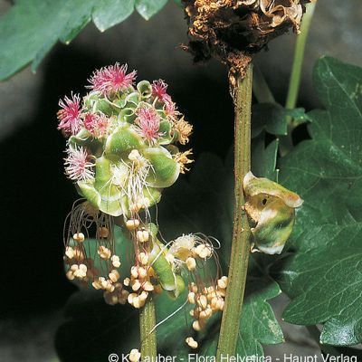 Sanguisorba minor subsp. polygama (Waldst. & Kit.) Cout., © 2022, Konrad Lauber – Flora Helvetica – Haupt Verlag