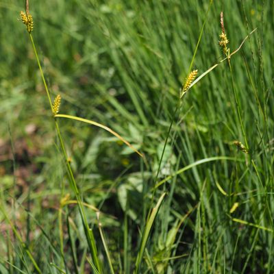 Carex punctata Gaudin, © Copyright 2018 Michael Jutzi
 – Arcegno TI
