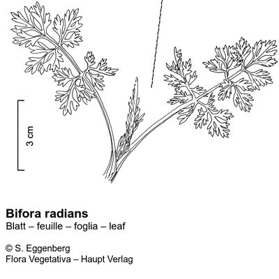 Bifora radians M. Bieb., 12 January 2023, © 2022, Stefan Eggenberg – Flora Vegetativa © Haupt Verlag