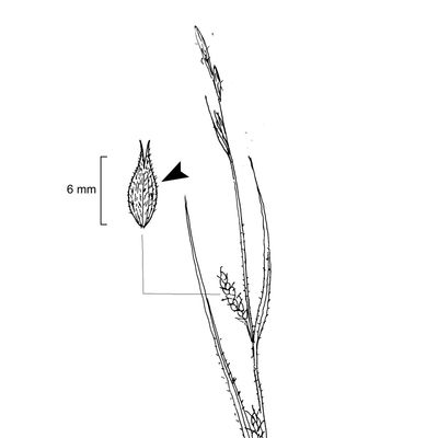 Carex hirta L., 7 January 2021, © 2022, Stefan Eggenberg – Flora Vegetativa - Haupt Verlag