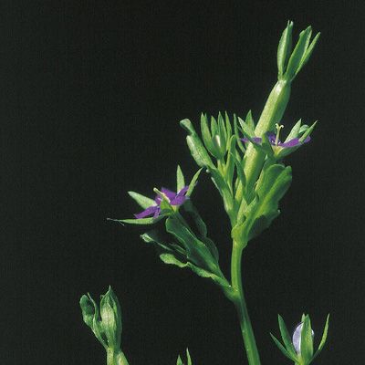 Legousia hybrida (L.) Delarbre, © 2022, Konrad Lauber – Flora Helvetica – Haupt Verlag