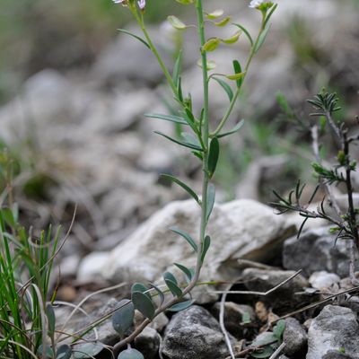 Aethionema saxatile (L.) R. Br., © 2022, Philippe Juillerat – San Salvatore
