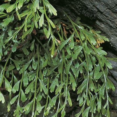 Asplenium ×alternifolium Wulfen, © 2022, Konrad Lauber – Flora Helvetica – Haupt Verlag