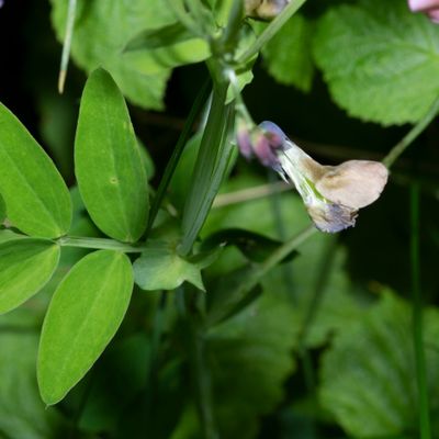Lathyrus linifolius (Reichard) Bässler, 25 May 2019, Françoise Alsaker – Fabaceae