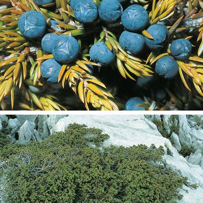 Juniperus communis subsp. alpina Čelak., © 2022, Konrad Lauber – Flora Helvetica – Haupt Verlag