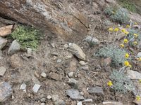 1/5 - © 2013, Patrice Prunier – III.3.1.2.3 - Herniarietum alpinae, Chinischlucht Zermatt CH-Vs