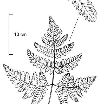 Gymnocarpium robertianum (Hoffm.) Newman, © 2022, Stefan Eggenberg – Flora Vegetativa - Haupt Verlag
