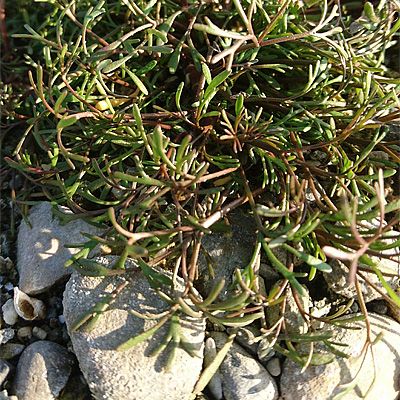 Ranunculus fluitans Lam., © 2018, Sandra Reinhard – seltene Landform - forme terrestre. Flurlingen (ZH)