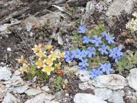 1/5 - © 2013, Patrice Prunier – III.3.1.2.2 - Artemisio genipi-Saxifragetum muscoidis, Oberrothorn Zermatt CH-Vs
