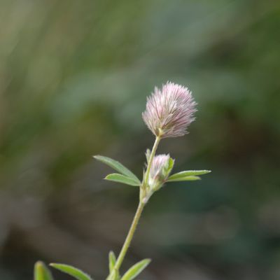 Trifolium arvense L., © 2022, Philippe Juillerat