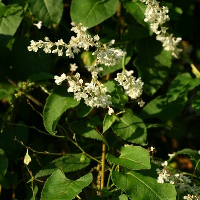 Fallopia aubertii (L. Henry) Holub, © Copyright Christophe Bornand